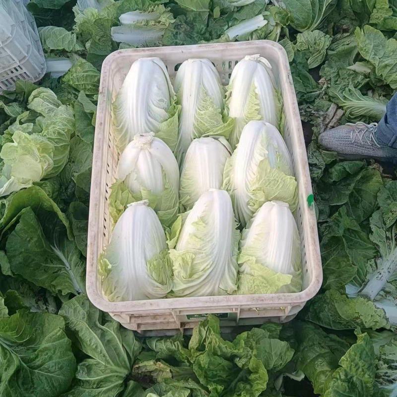 60白菜，量大，装车快