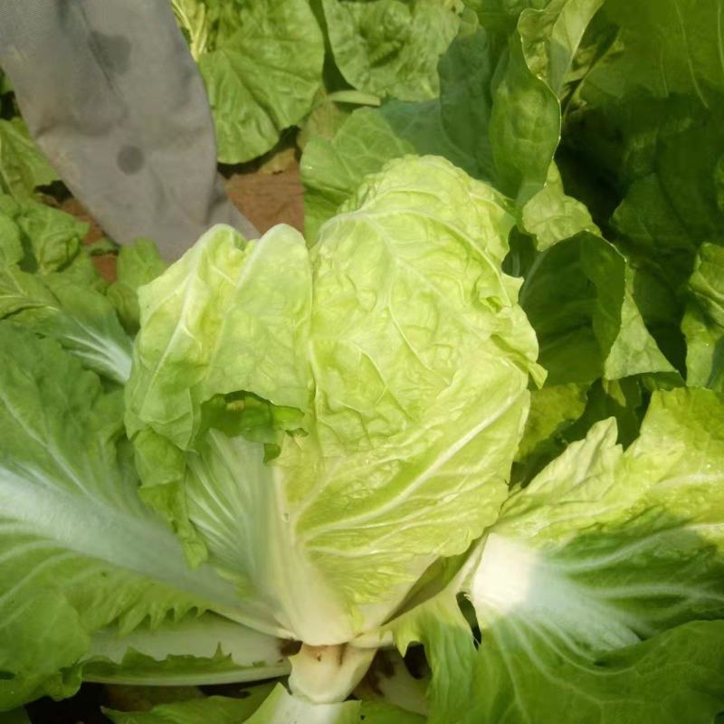 60白菜，量大，装车快