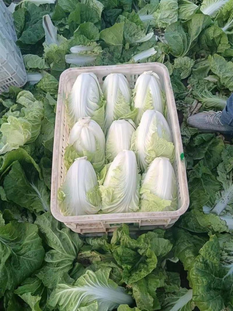 60白菜，量大，装车快
