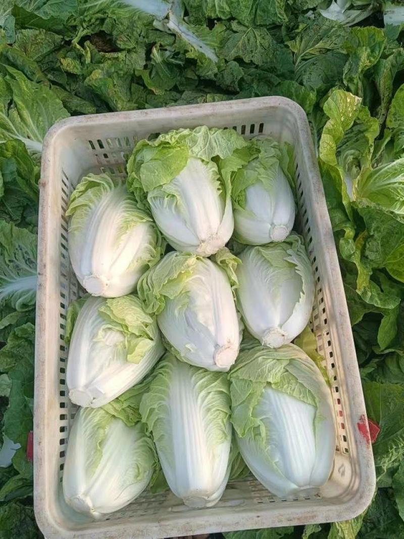 60白菜，量大，装车快