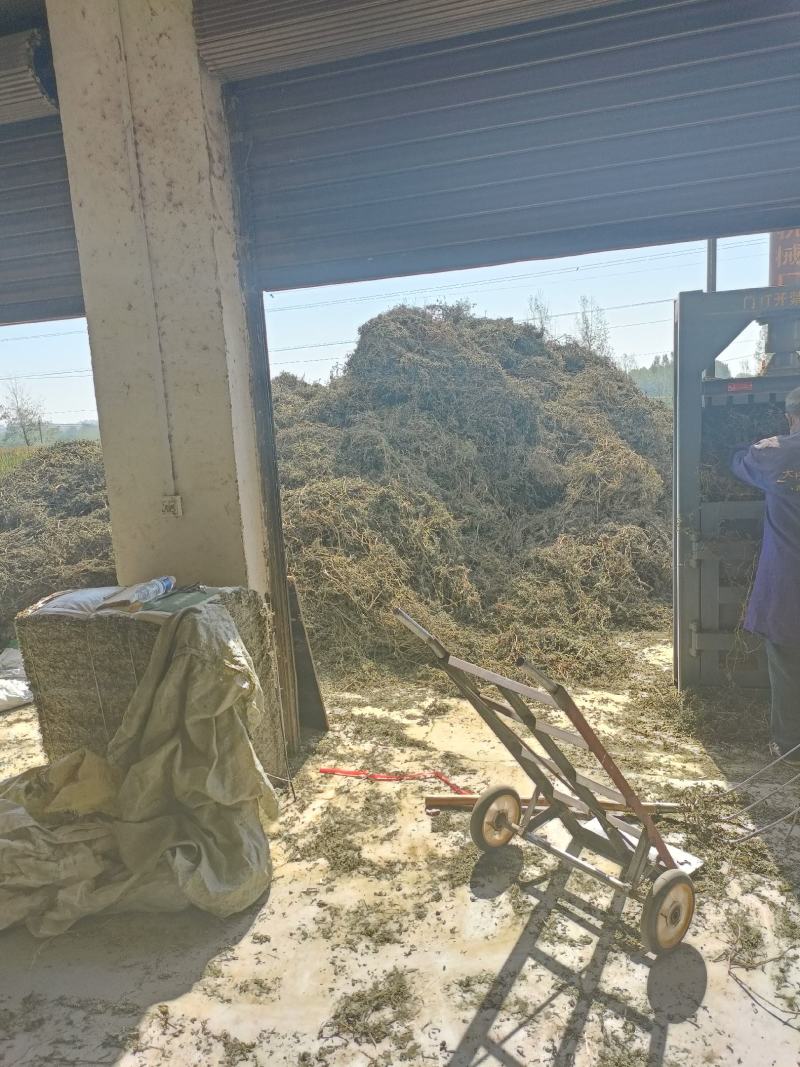 旱莲草，产地直供，一手货源，欢迎大家来电咨询