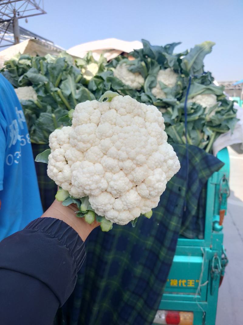 实花白花，花菜上市中，产地直供，品质好，价格优，欢迎咨