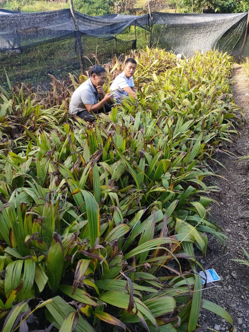 紫花三叉大白芨种苗紫花三叉小白芨种苗欢迎基地考察