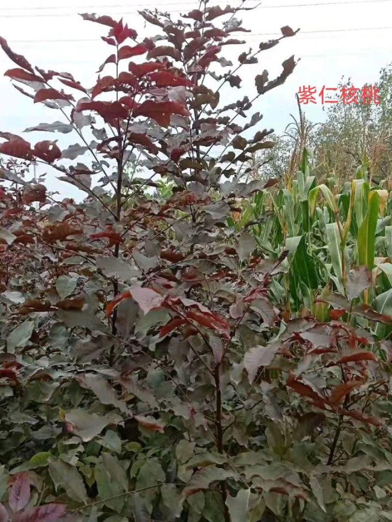 核桃苗核桃树苗实生苗嫁接成品苗各种规格品种大量供
