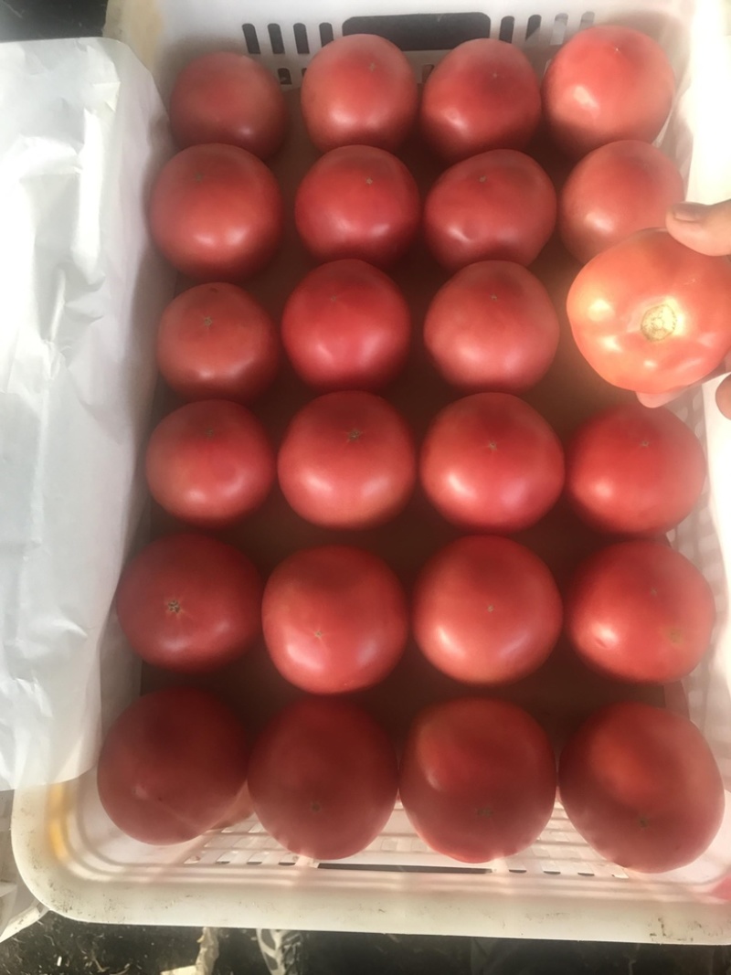 【推荐】精品西红柿大量上市货源充足欢迎选购