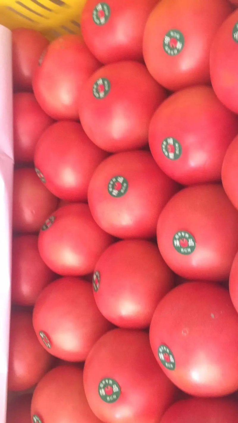 【推荐】精品西红柿大量上市货源充足欢迎选购