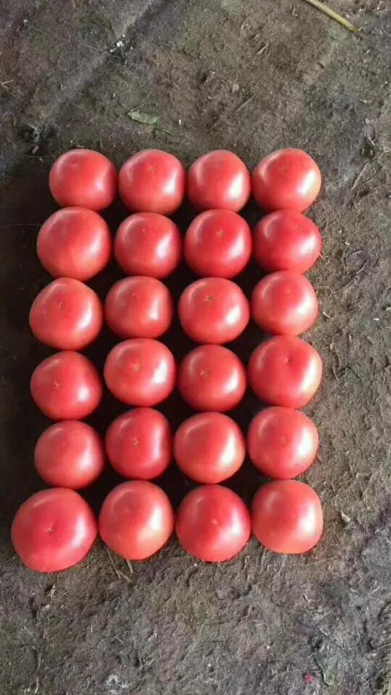【推荐】精品西红柿大量上市货源充足欢迎选购