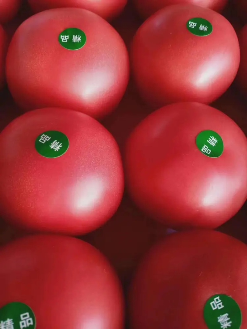 【推荐】精品西红柿大量上市货源充足欢迎选购