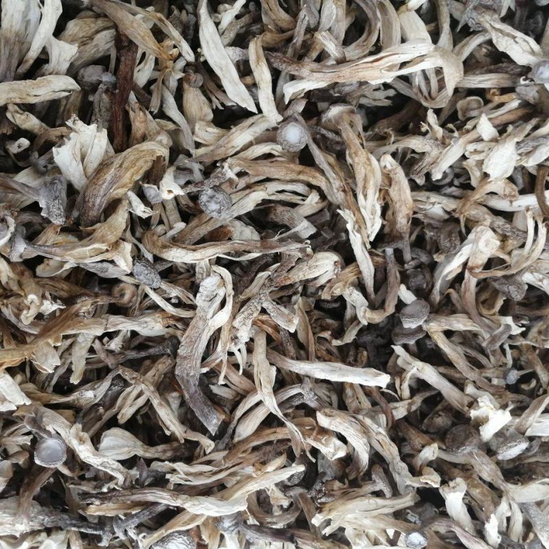 爆脚鹿茸菇，裂条鹿茸菇，特价鹿茸菇，便宜鹿茸菇