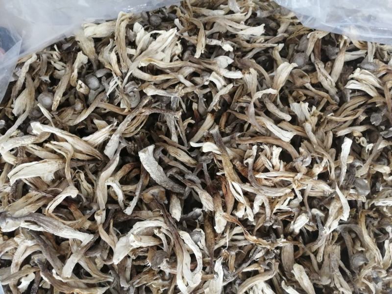 爆脚鹿茸菇，裂条鹿茸菇，特价鹿茸菇，便宜鹿茸菇
