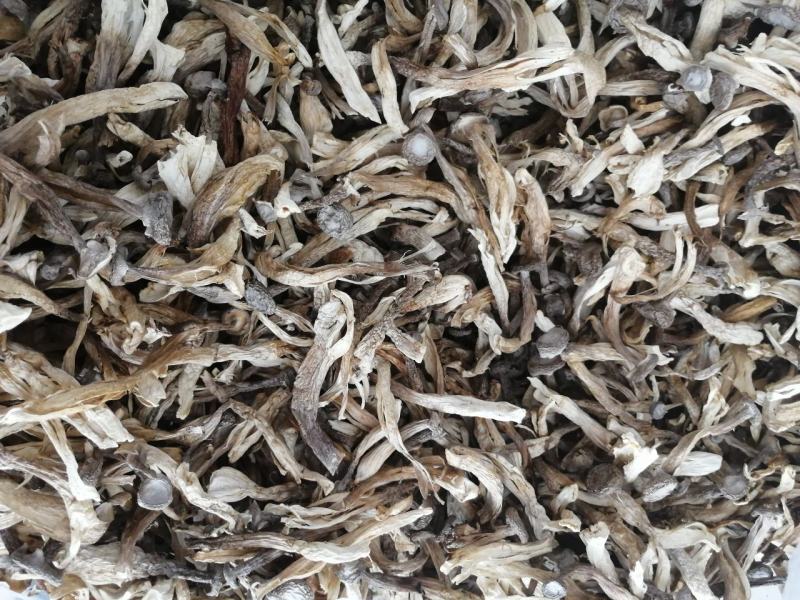 爆脚鹿茸菇，裂条鹿茸菇，特价鹿茸菇，便宜鹿茸菇