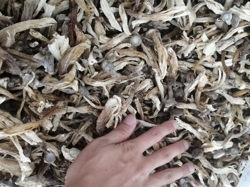 爆脚鹿茸菇，裂条鹿茸菇，特价鹿茸菇，便宜鹿茸菇