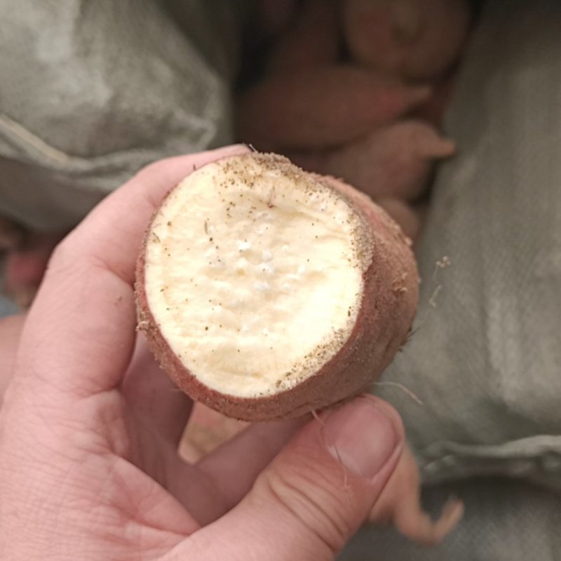 山东临沂板栗薯济薯26黄心红薯批发装大车，发物流，代发