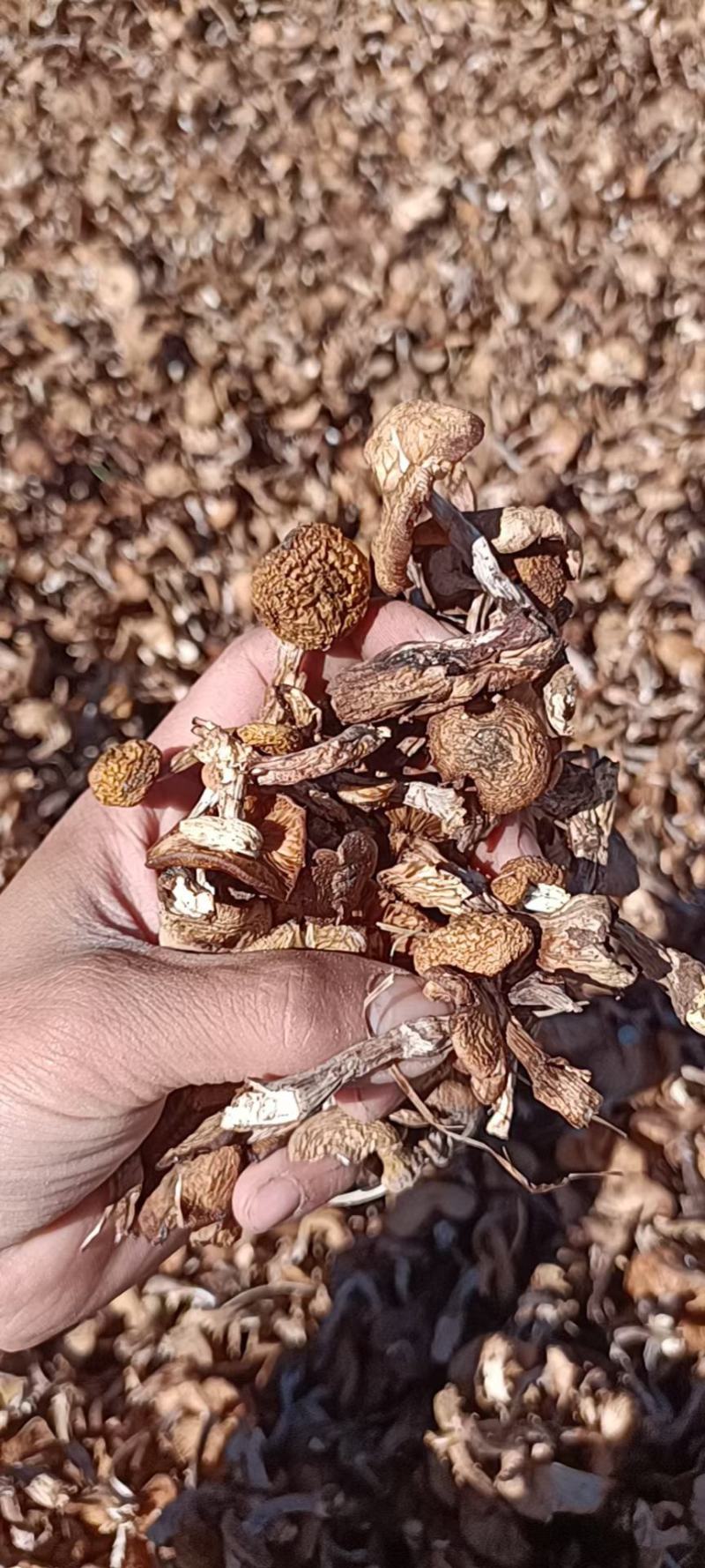 头批烘干榛蘑，货板正，沫子少，价格合适这时候榛蘑吃着不柴