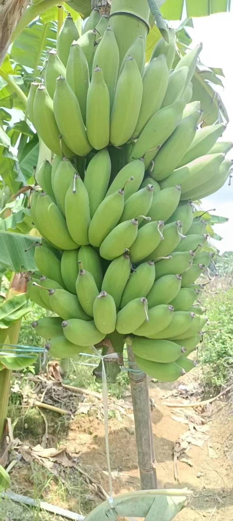 西贡蕉（学名粉蕉