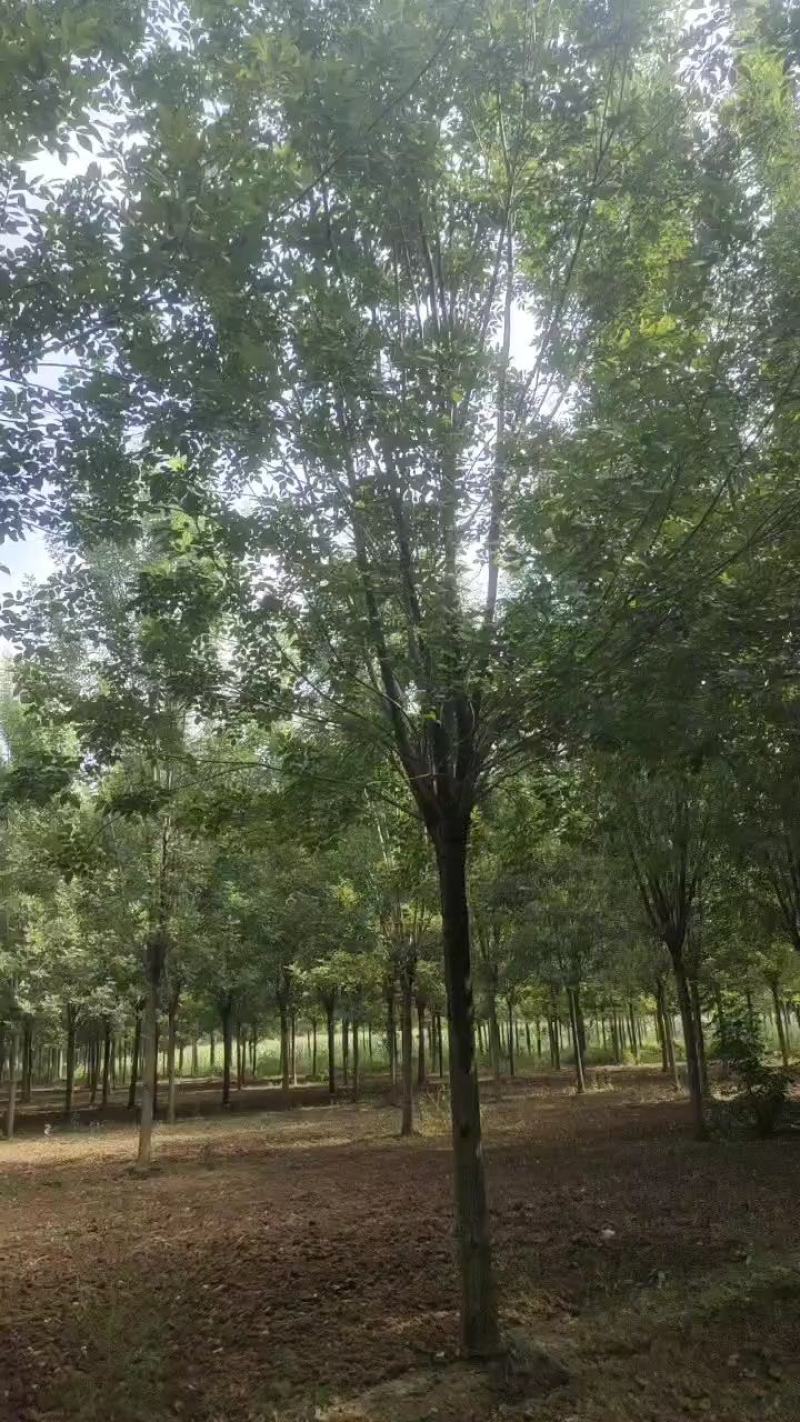 自家苗圃出售12/25公分速生白蜡质量优，价格优，服务有