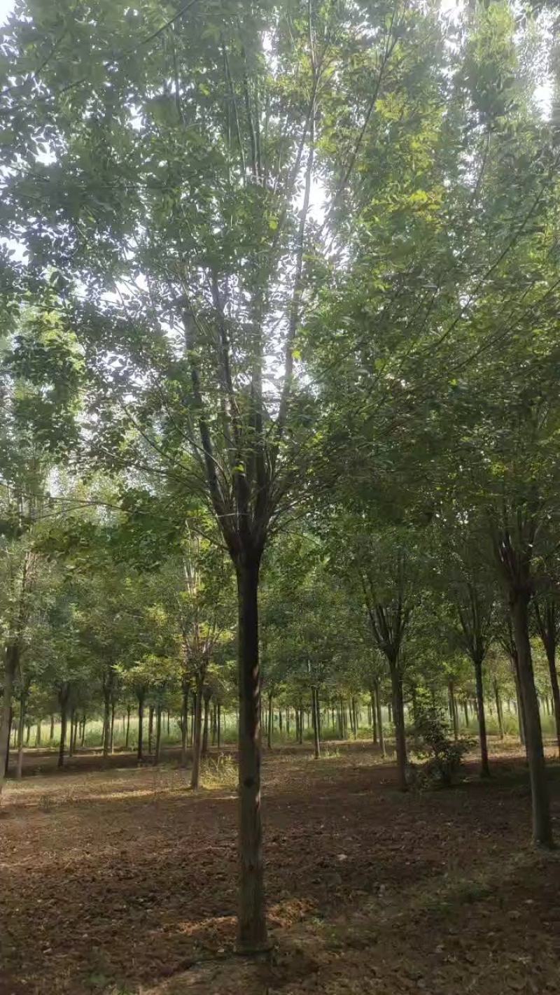 自家苗圃出售12/25公分速生白蜡质量优，价格优，服务有