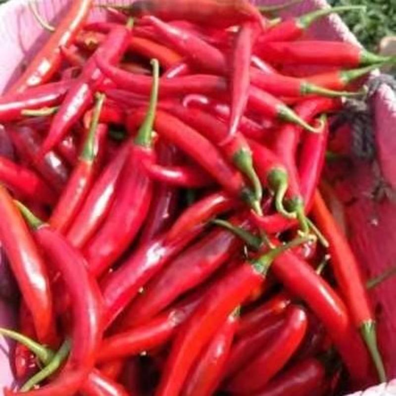 美人椒（红椒）大量上市，欢迎新老客户定购，每天5—8吨