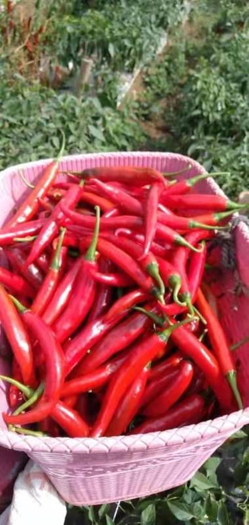 美人椒（红椒）大量上市，欢迎新老客户定购，每天5—8吨