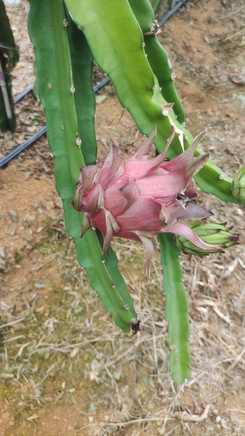 红心火龙果基地，金都一号