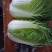 精品大白菜，货源充足，价格实惠，欢迎客商进店选购！