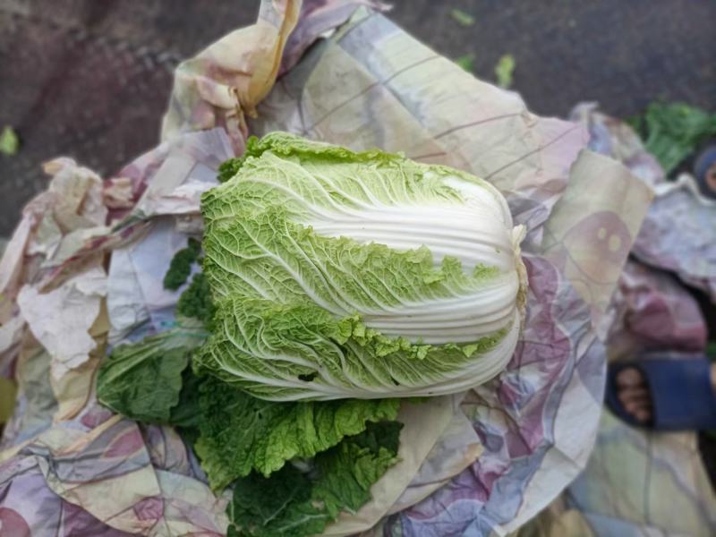精品大白菜，货源充足，价格实惠，欢迎客商进店选购！