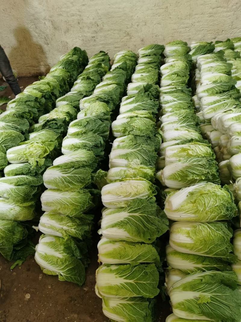 精品大白菜，货源充足，价格实惠，欢迎客商进店选购！