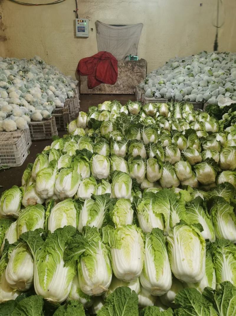 精品大白菜，货源充足，价格实惠，欢迎客商进店选购！