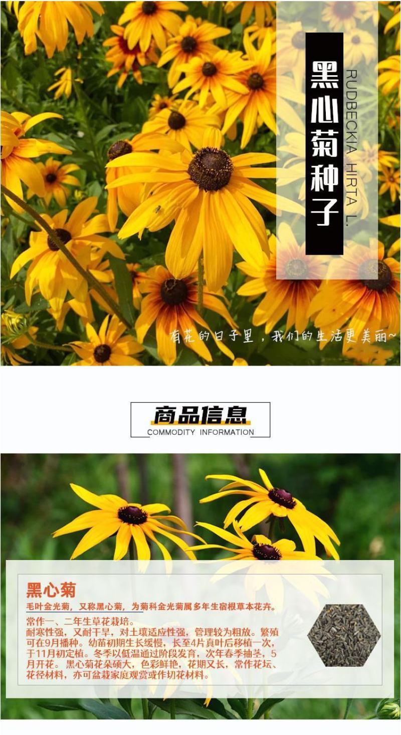 黑心菊种子四季易播种景观绿化庭院耐旱耐寒花草籽金光菊种子