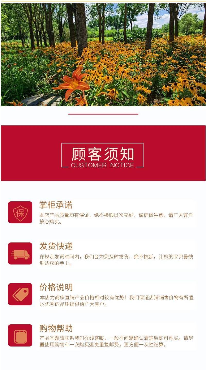 黑心菊种子四季易播种景观绿化庭院耐旱耐寒花草籽金光菊种子