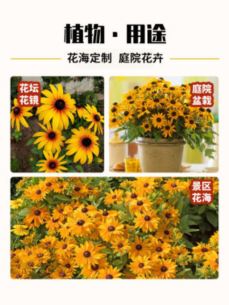 黑心菊种子四季易播种景观绿化庭院耐旱耐寒花草籽金光菊种子