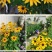 黑心菊种子四季易播种景观绿化庭院耐旱耐寒花草籽金光菊种子