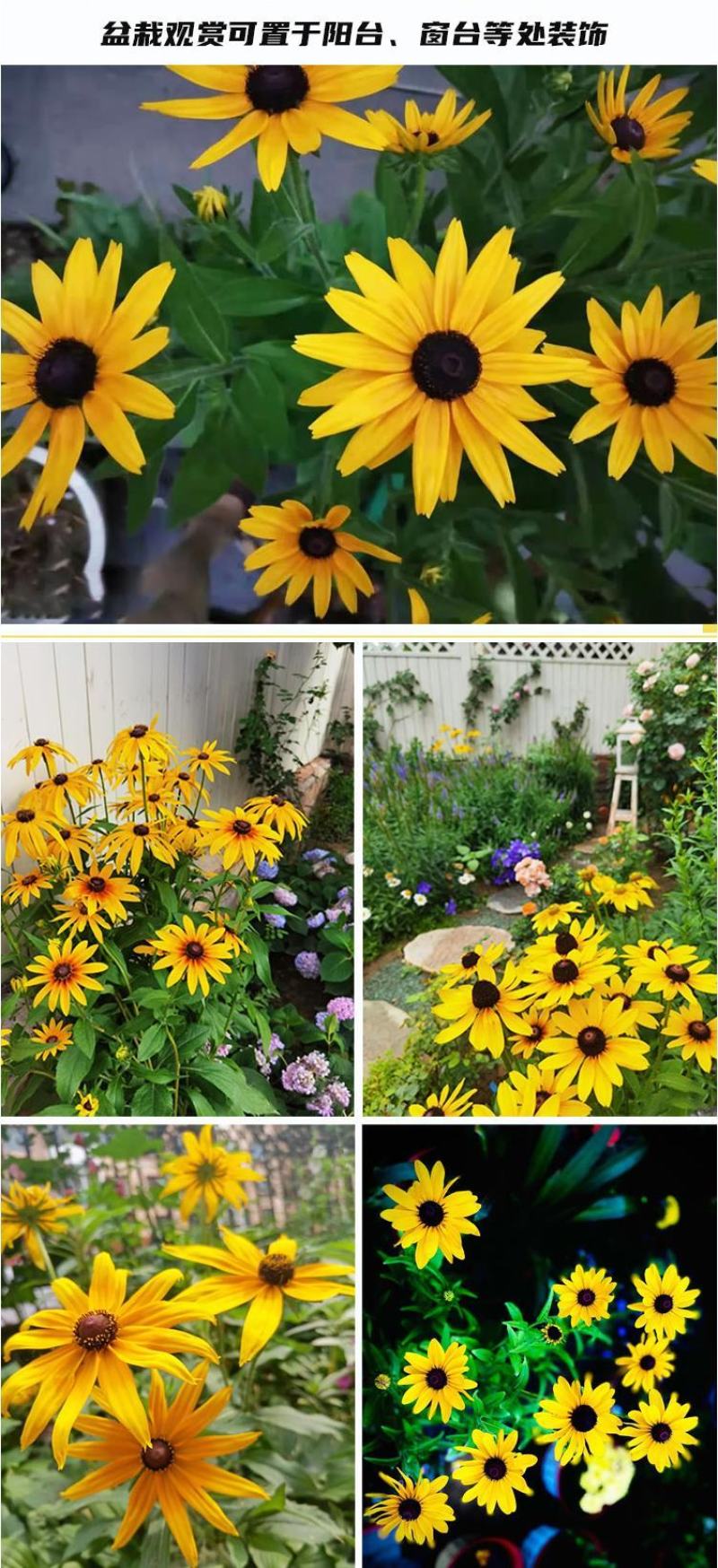 黑心菊种子四季易播种景观绿化庭院耐旱耐寒花草籽金光菊种子