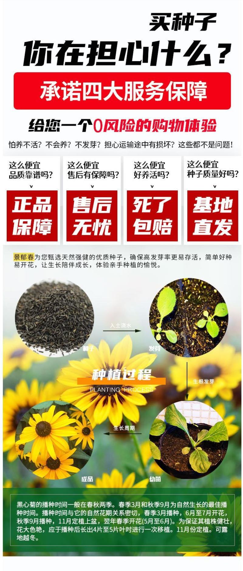 黑心菊种子四季易播种景观绿化庭院耐旱耐寒花草籽金光菊种子