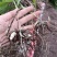 紫花三叉白芨量大优惠基地一手货源欢迎实地考察
