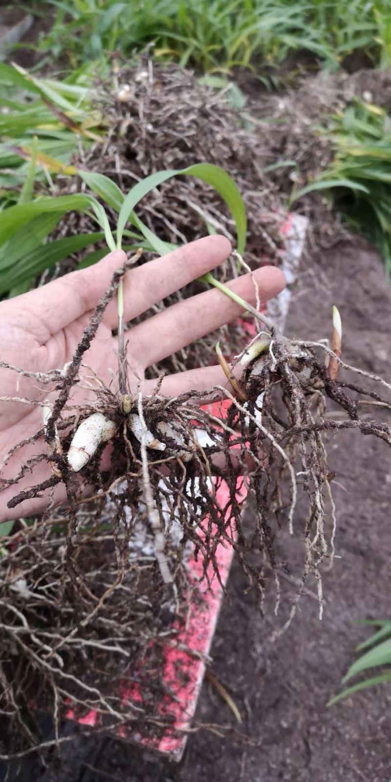 紫花三叉白芨量大优惠基地一手货源欢迎实地考察