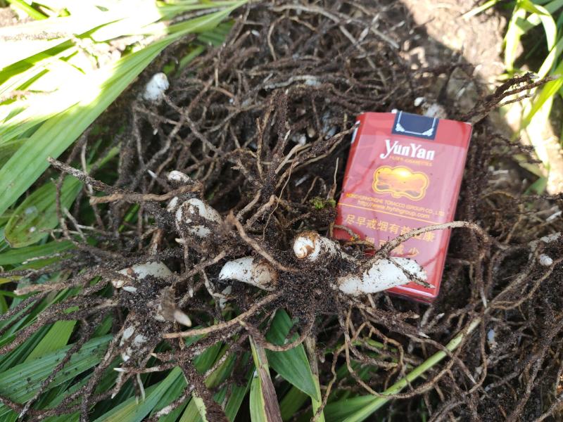 紫花三叉白芨量大优惠基地一手货源欢迎实地考察