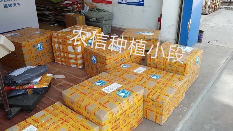 紫花三叉白芨量大优惠基地一手货源欢迎实地考察