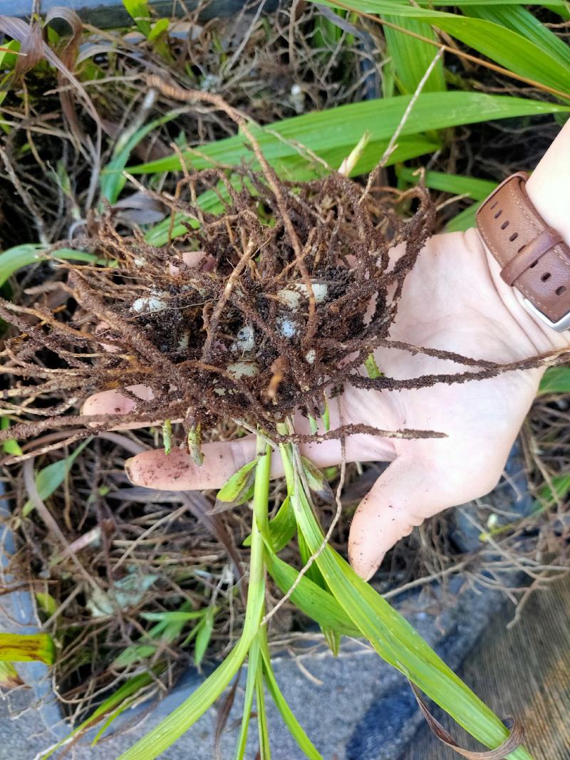 紫花三叉白芨量大优惠基地一手货源欢迎实地考察