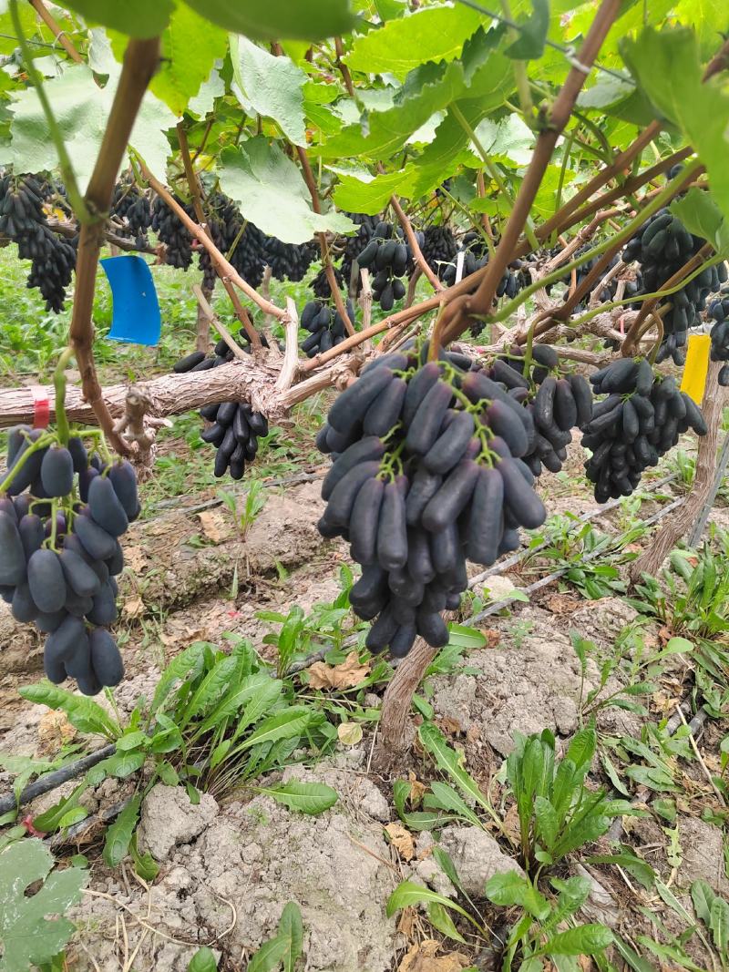 甜蜜蓝宝石，果型独特，糖度高，脆甜，现已大量上市