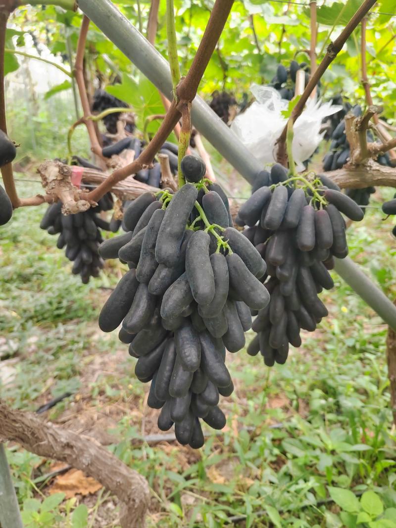 甜蜜蓝宝石，果型独特，糖度高，脆甜，现已大量上市