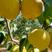 宁陵万亩梨园，大量供应精品金顶谢花酥梨，高质量高糖度