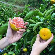 （特早）高山蜜橘一手货源价格低，电商平台质量保证。