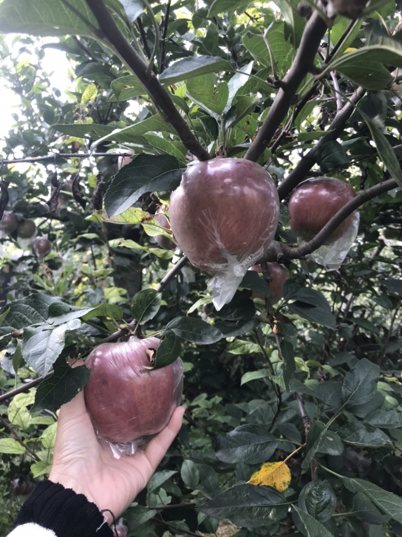 玫瑰红红星