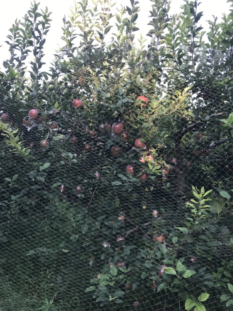 玫瑰红红星