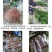 基地直发药用嫁接枳壳苗现挖现发保湿发货保证品种品质