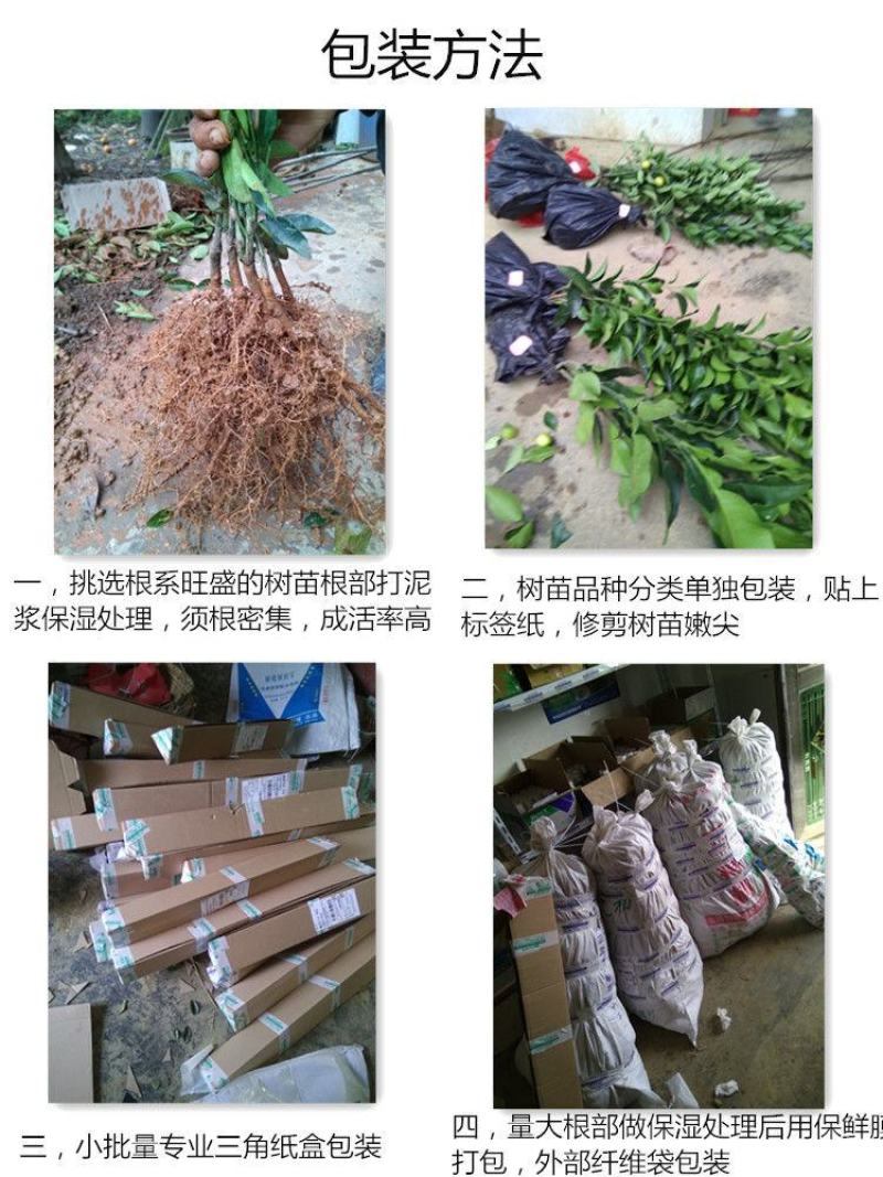 基地直发药用嫁接枳壳苗现挖现发保湿发货保证品种品质