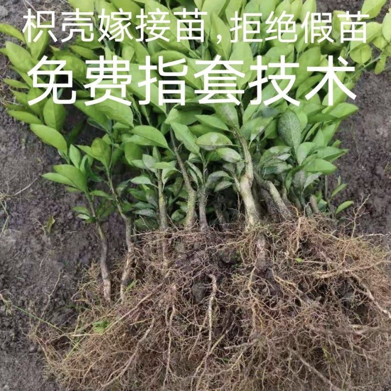 基地直发药用嫁接枳壳苗现挖现发保湿发货保证品种品质
