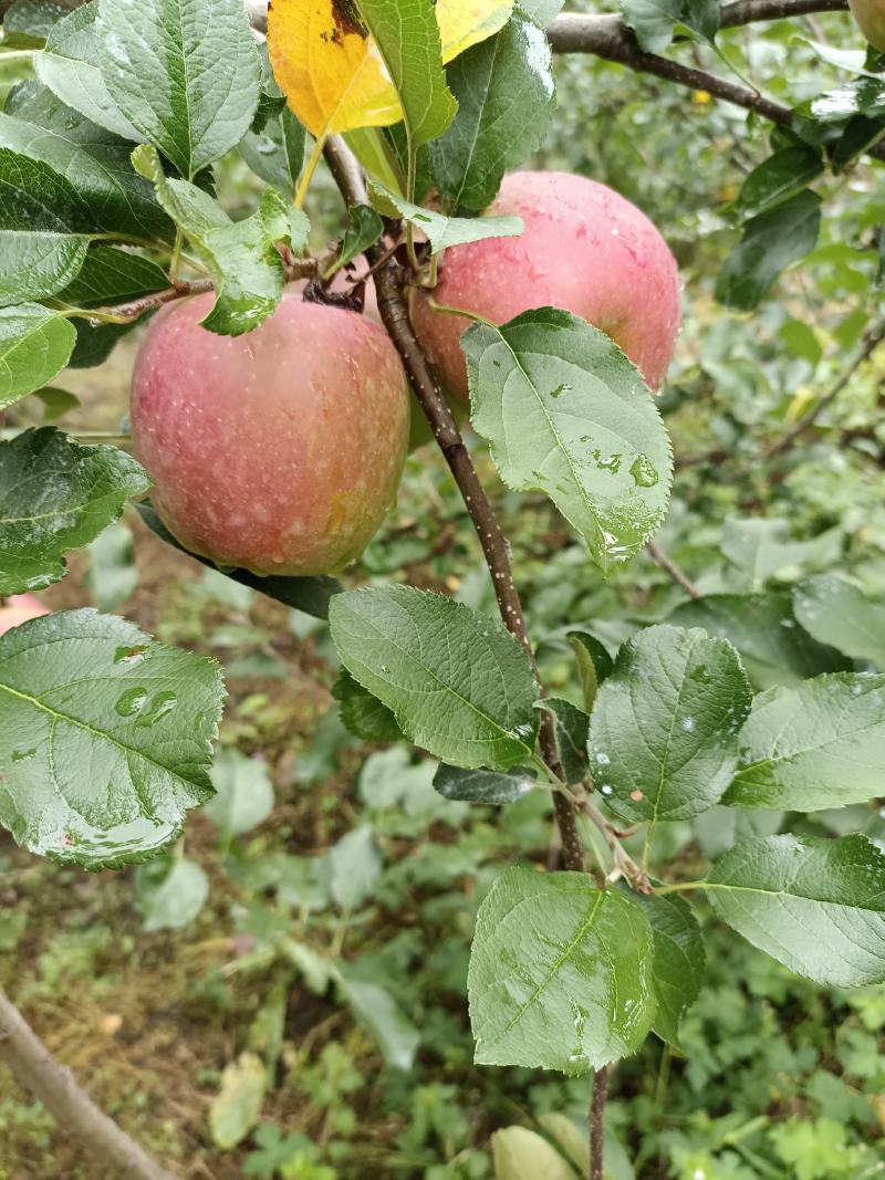 高山糖心苹果丑苹果苹果，质量保证对接各大商超，批发商