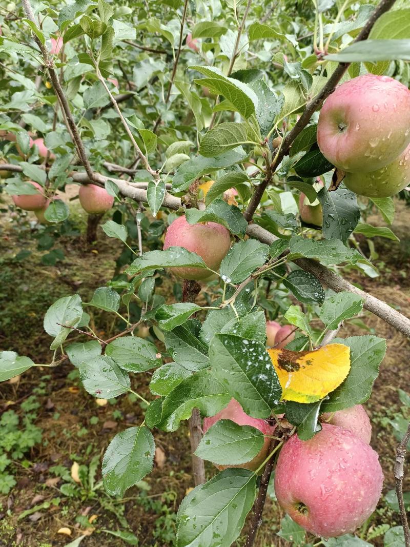 高山糖心苹果丑苹果苹果，质量保证对接各大商超，批发商